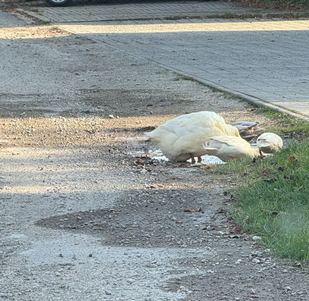 Enten baden in der seit September aufgerissenen Straße.